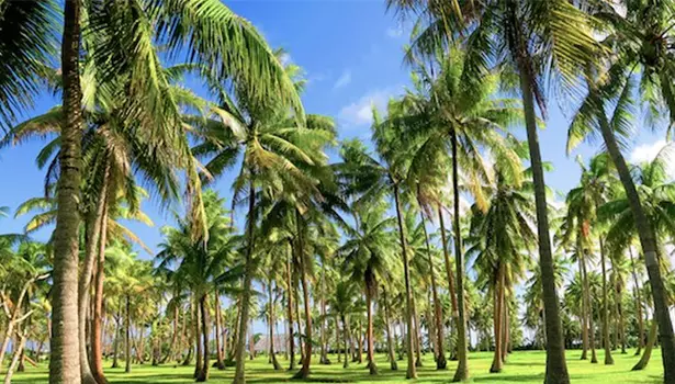 நாமக்கல்லில் 10-ந் தேதி தென்னை விவசாயிகளுக்கு இலவச பயிற்சி