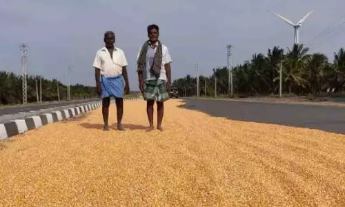 போதிய உலர் கள வசதி இல்லாததால் மக்காச்சோளத்தை சாலையில்  காய வைக்கும் விவசாயிகள்