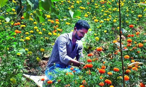 திருமருகல் பகுதியில் சாமந்திப்பூ சாகுபடி