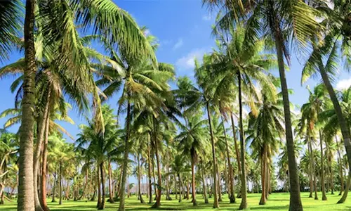 நாமக்கல்லில் 10-ந் தேதி தென்னை விவசாயிகளுக்கு இலவச பயிற்சி