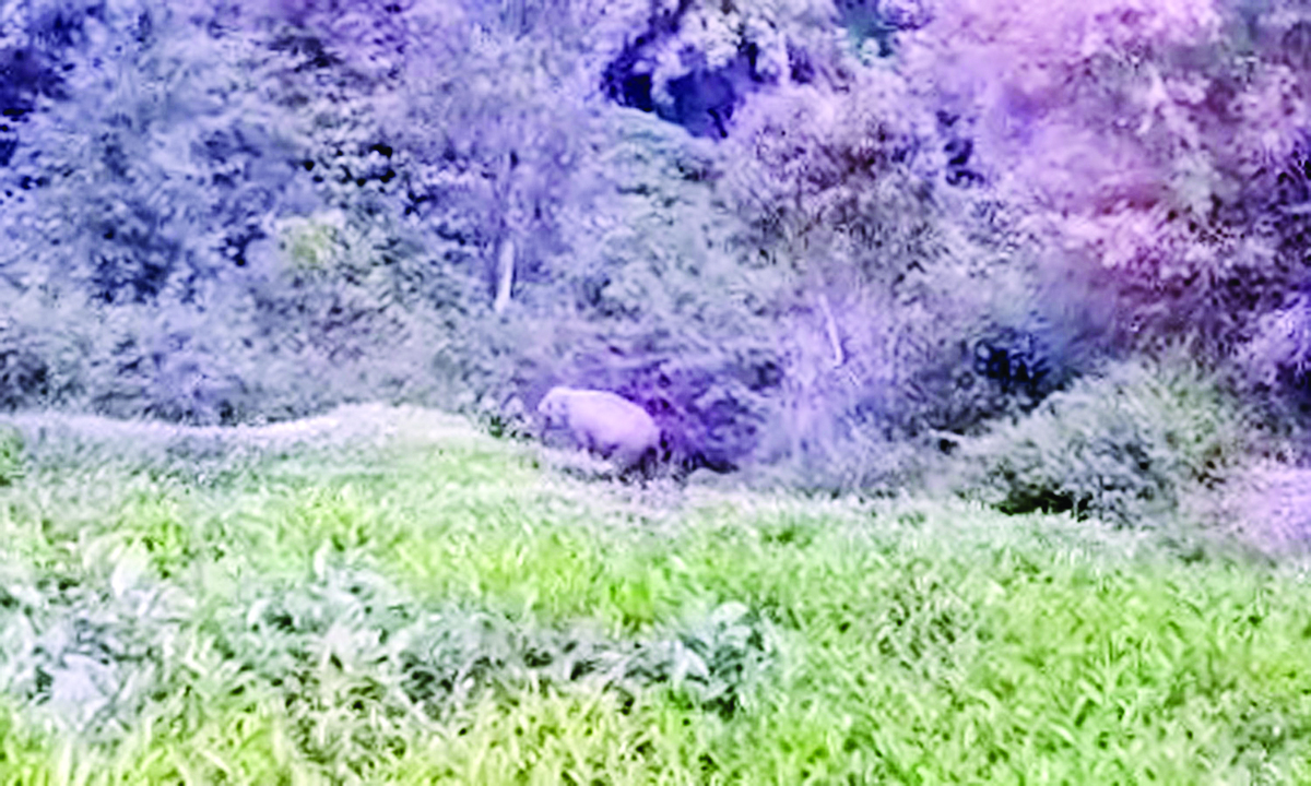 கோத்தகிரி அருகே தேயிலைத் தோட்டத்தில் முகாமிட்டுள்ள ஒற்றை காட்டு யானை கோத்தகிரி அருகே தேயிலைத் தோட்டத்தில் முகாமிட்டுள்ள ஒற்றை காட்டு யானை