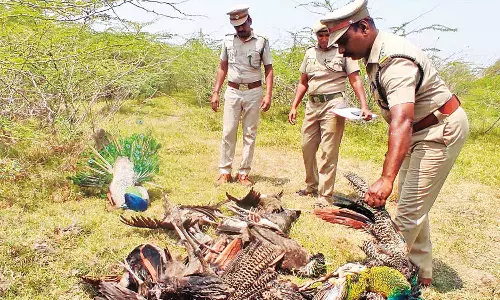 ஒரே இடத்தில் 40 மயில்கள் செத்து கிடந்ததால் பரபரப்பு- விஷம் வைத்து சாகடிப்பா?