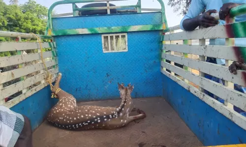 மர்ம விலங்கு கடித்து மான் காயம்