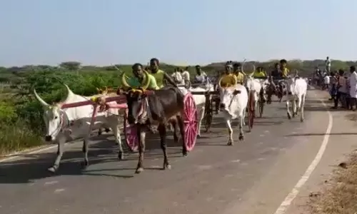 மாட்டுவண்டி எல்கை பந்தையம்