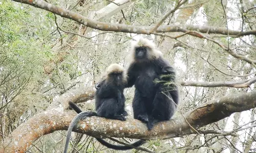 கொடைக்கானல் பேரிஜம் வனப்பகுதியில் பாலூட்டிகளின் முதன்மை இனமான சோலை மந்திகள் அதிகரிப்பு