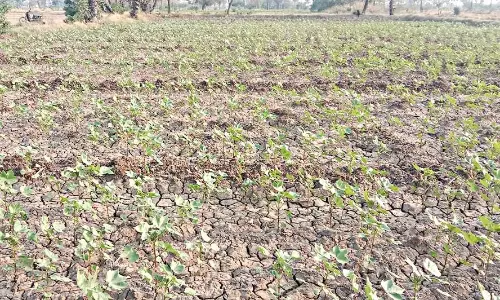 பருத்தியை தாக்கும் நோயால் விவசாயிகள் கவலை