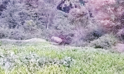 கோத்தகிரி அருகே தேயிலைத் தோட்டத்தில் முகாமிட்டுள்ள ஒற்றை காட்டு யானை