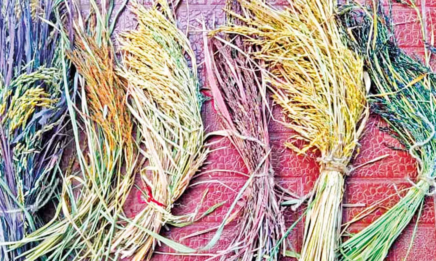 பெண்களுக்கு நலம் தரும் பாரம்பரிய அரிசி ரகங்கள் பெண்களுக்கு நலம் தரும் பாரம்பரிய அரிசி ரகங்கள்