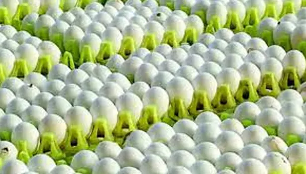 சங்கத்தில் உறுப்பினர்களாக உள்ளவர்களுக்கு மட்டுமே முட்டை விற்பனை செய்ய முடிவு சங்கத்தில் உறுப்பினர்களாக உள்ளவர்களுக்கு மட்டுமே முட்டை விற்பனை செய்ய முடிவு