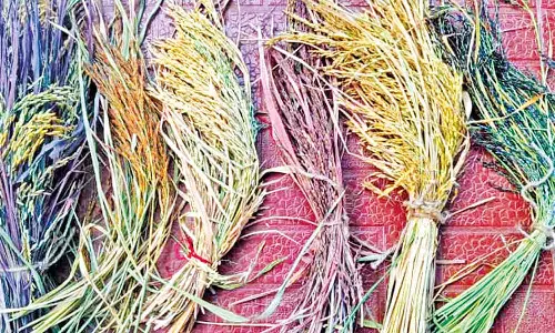 பெண்களுக்கு நலம் தரும் பாரம்பரிய அரிசி ரகங்கள்