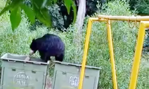 கோத்தகிரி அருகே குடியிருப்பு பகுதியில் உலா வரும் கரடி