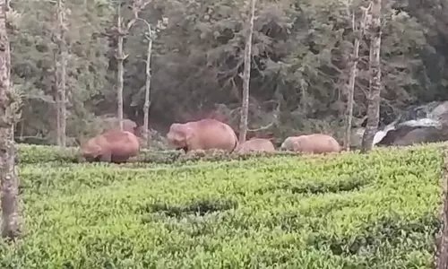 குன்னூர் அருகே குட்டியுடன் முகாமிட்டுள்ள 5 காட்டு யானைகள்