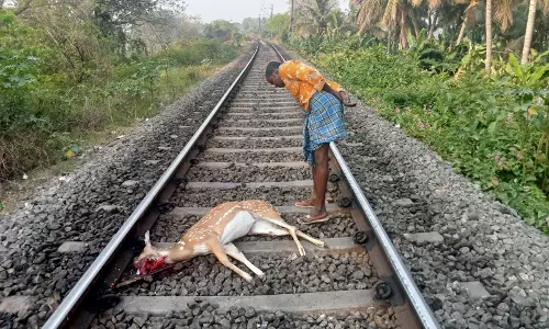 ரெயிலில் அடிபட்டு பெண் மான் பலி