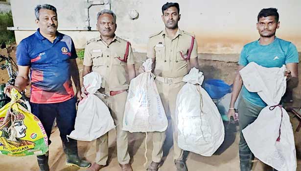 ஒரே வீட்டில் பிடிபட்ட 6 கொம்பேறி மூக்கன் பாம்புகள்