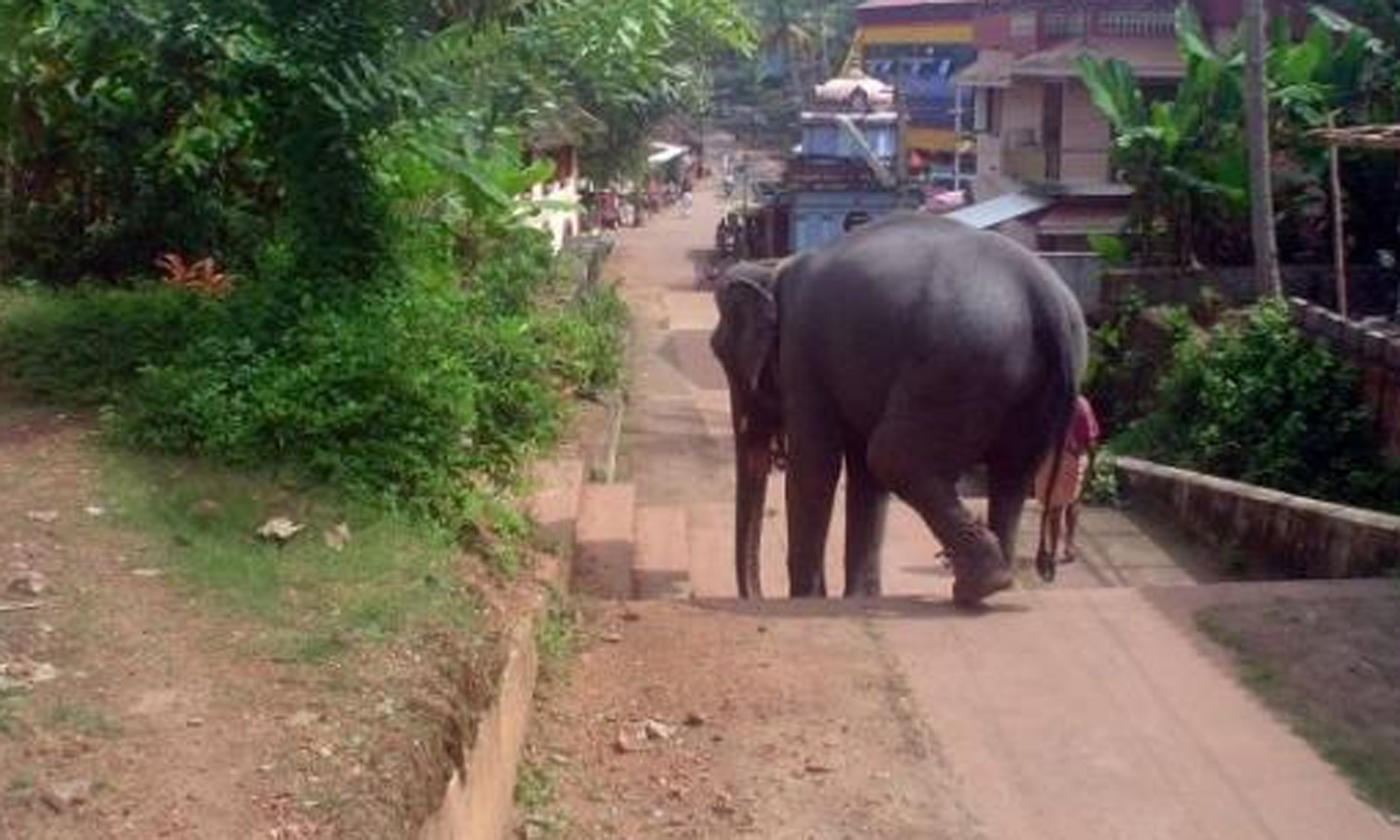 வர்க்கலை கோவில் விழாவில் மிரண்டு ஓடிய யானை