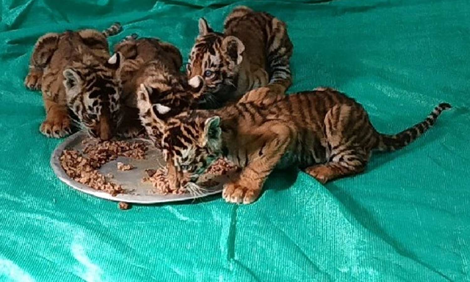 ஆந்திராவில் தாயை காணாமல் 4 புலி குட்டிகள் சோர்வு- திருப்பதி வன உயிரியல் பூங்காவில் பராமரிப்பு