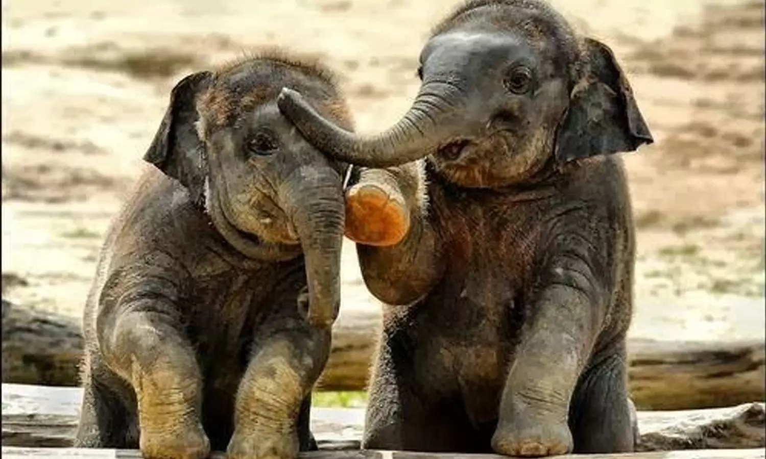 2 குட்டிகளை யானைகள் கூட்டத்துடன் சேர்க்க வனத்துறையினர் தீவிரம் 2 குட்டிகளை யானைகள் கூட்டத்துடன் சேர்க்க வனத்துறையினர் தீவிரம்