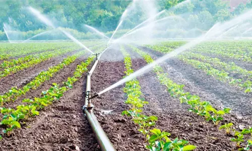 விவசாய நிலங்களை அதிகாரி ஆய்வு