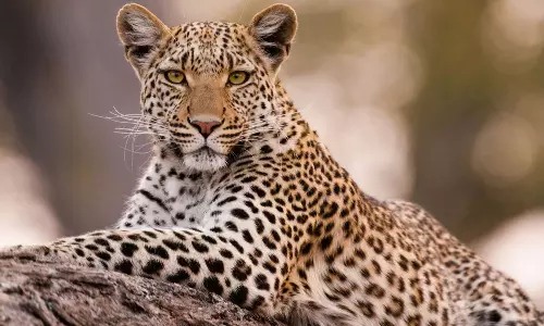 மும்பை தெருக்களில் புகுந்த சிறுத்தை