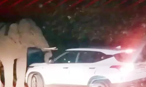 கோத்தகிரி-மேட்டுப்பாளையம் மலைப்பாதையில் காரை வழிமறித்த ஒற்றை காட்டு யானை