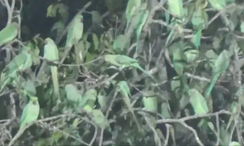 கடும் இரைச்சலால் பச்சைக்கிளிகள் பரிதவிப்பு