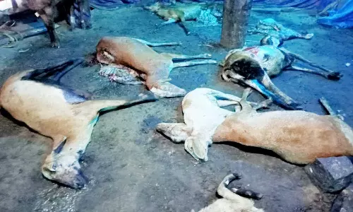 மர்ம விலங்கு, வெறி நாய்கள் கடித்து 36 ஆடுகள் பலி