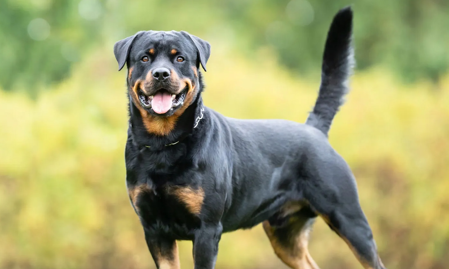 எம்.எல்.ஏ. கொலை வழக்கில் கைதான ரவுடியின் நாய் பசியால் உயிரிழப்பு எம்.எல்.ஏ. கொலை வழக்கில் கைதான ரவுடியின் நாய் பசியால் உயிரிழப்பு