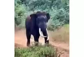 பென்னாகரம் அருகே இன்று காலைகிணற்றில் விழுந்த குட்டி யானை உயிருடன் மீட்பு