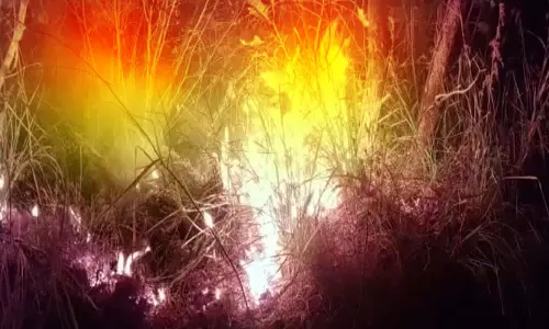 செங்கோட்டை அருகே மேக்கரை வனப்பகுதியில் திடீர் காட்டு தீ; 2-வது நாளாக பற்றி எரிகிறது