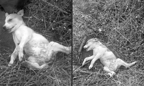 நாயை அடித்து கொன்று முகநூலில் போட்டோ பதிவிட்ட வாலிபர் மீது வழக்கு