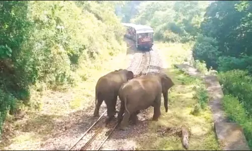 குன்னூர்-மேட்டுப்பாளையம் ரெயில் பாதையில் மலை ரெயிலை மறித்து நின்ற காட்டு யானைகள்