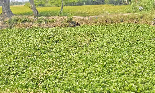 சுள்ளான் ஆற்றில் படர்ந்துள்ள வெங்காய தாமரை செடிகள் அகற்றப்படுமா?