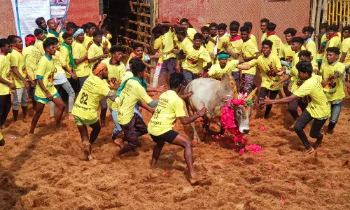 திருமானூரில் ஜல்லி கட்டு