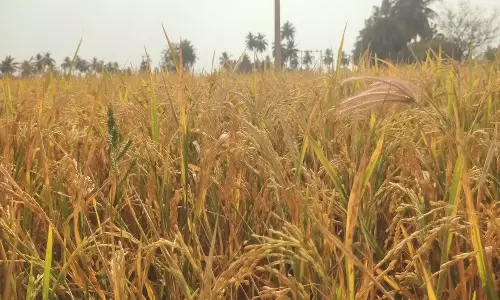 நெற்பயிர்கள் அதிக மகசூல்