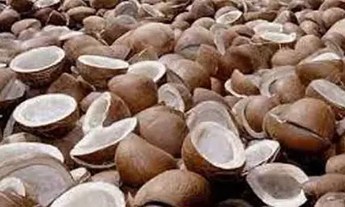 கொப்பரை தேங்காய் கொள்முதல் திட்டத்தில்தென்னை விவசாயிகள் பயன் பெறலாம்