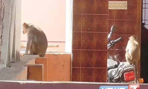 போச்சம்பள்ளி பகுதியில் குரங்குகளின் தொல்லையால் அவதிப்படும் கிராம மக்கள்