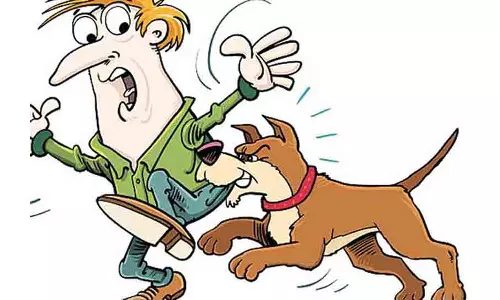 சாலையில் சுற்றித்திரியும் நாய்களால் பொது மக்கள் அவதி