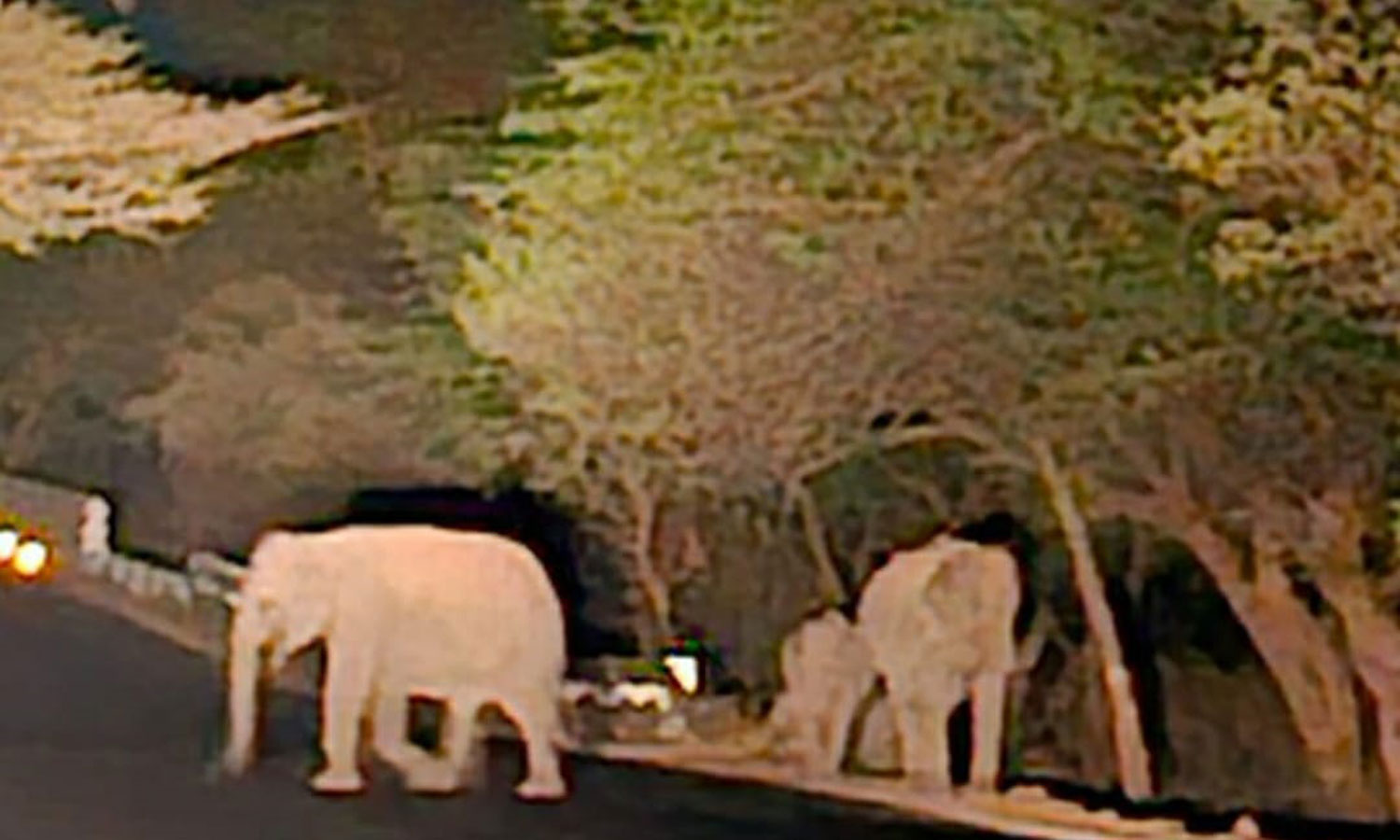 சத்தியமங்கலம் புலிகள் காப்பகத்தில் குளம், குட்டைகள் வறண்டது- வனப்பகுதியில் இருந்து குடிநீர் தேடி வெளியேறும் வன விலங்குகள்