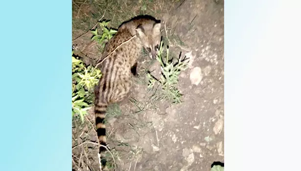 இரை தேடி ஊருக்குள் வந்த அரிய வகை மரநாய் சாவு