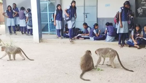 திருவள்ளூரில் தேர்வு மையத்துக்குள் புகுந்த குரங்குகளால் மாணவிகள் அலறியடித்து ஓட்டம் திருவள்ளூரில் தேர்வு மையத்துக்குள் புகுந்த குரங்குகளால் மாணவிகள் அலறியடித்து ஓட்டம்