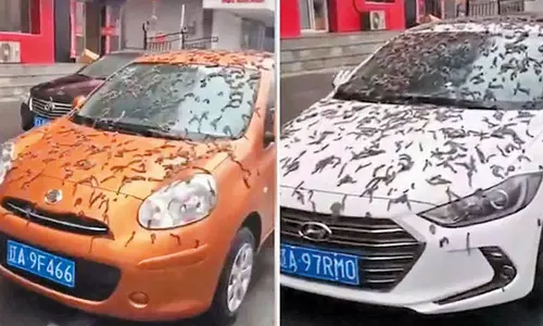 சீனாவில் புழு மழை?- சமூக வலைதளங்களில் வீடியோ வைரல்