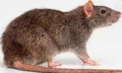 நியூயார்க்கில் எலிகளுக்கு கொரோனா தொற்று