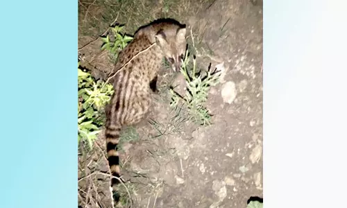 இரை தேடி ஊருக்குள் வந்த அரிய வகை மரநாய் சாவு