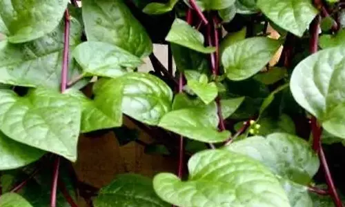 குளிர்ச்சிக்கு கொடிப் பசலை