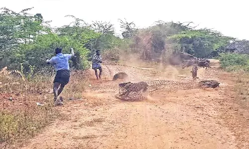 பொதுமக்களுக்கு இடையூறாக சுற்றித்திரிந்த பன்றிகள் பிடிக்கப்பட்டன
