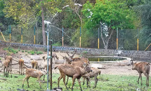 சேலம் குரும்பப்பட்டி உயிரியல் பூங்காவில் கோடை வெப்பத்தை தணிக்க நவீன நீர் தெளிப்பான் கருவி அமைப்பு