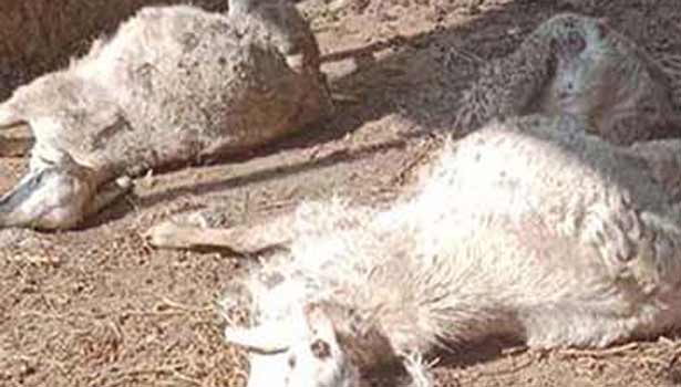 சித்தோடு அருகே மர்ம விலங்கு கடித்ததில் 8 செம்மறி ஆடுகள் பலி