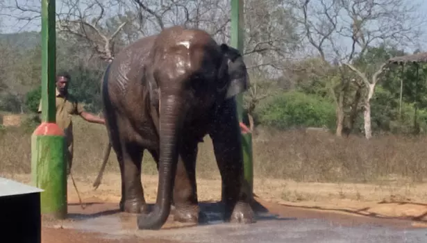 வண்டலூர் பூங்காவில் வெப்பத்தை தணிக்க தண்ணீரில் உற்சாக குளியல் போடும் யானை