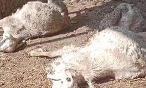 சித்தோடு அருகே மர்ம விலங்கு கடித்ததில் 8 செம்மறி ஆடுகள் பலி