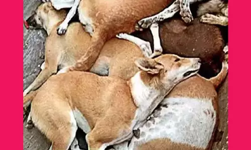 இறைச்சியில் விஷம் கலந்து வைத்து 50 நாய்களை கொன்றது யார்?